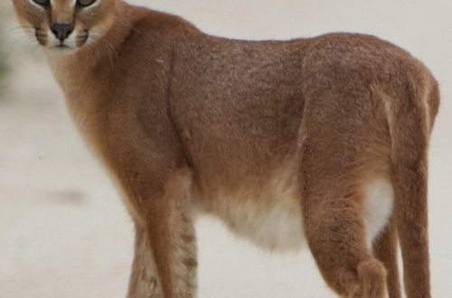 Why Do Caracals Hiss All the Time