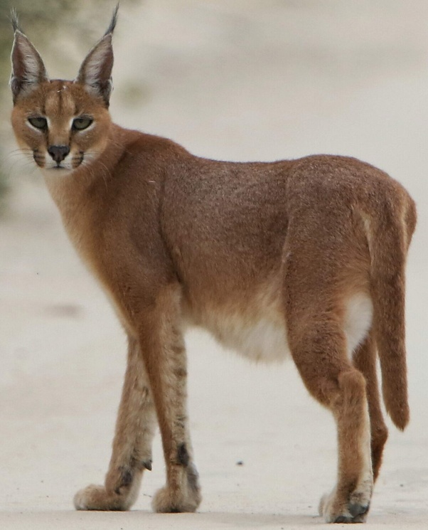 Why Do Caracals Hiss All the Time